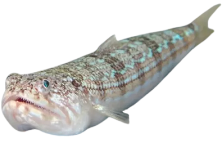 Atlantic Lizardfish