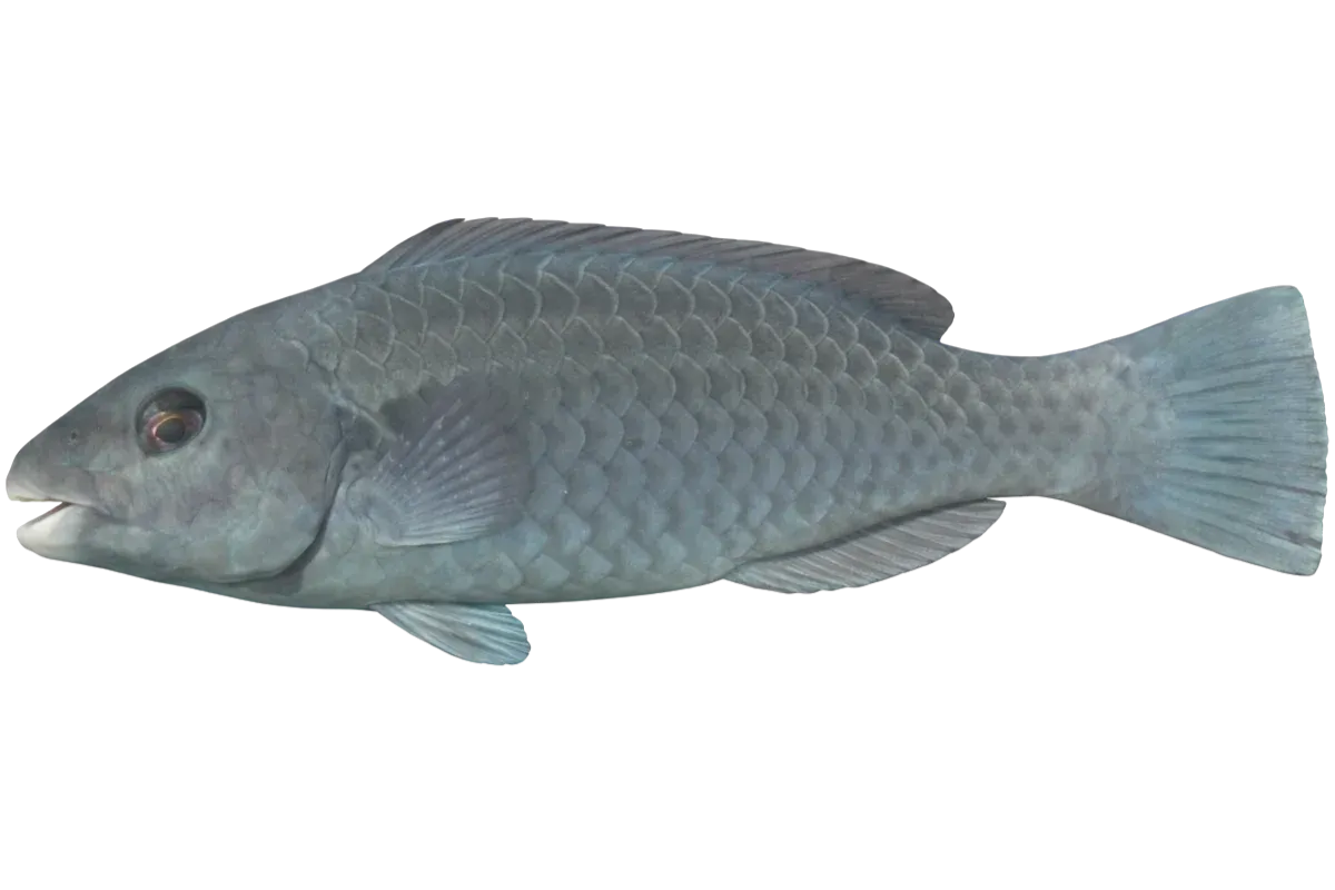 Mediterranean Parrotfish (Sparisoma cretense)