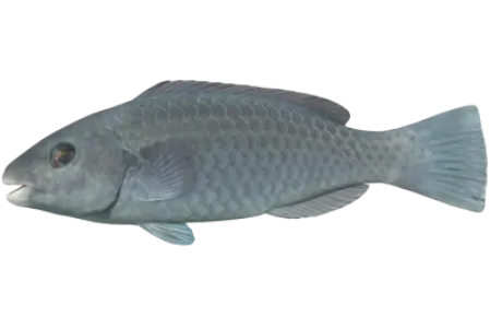 Mediterranean Parrotfish