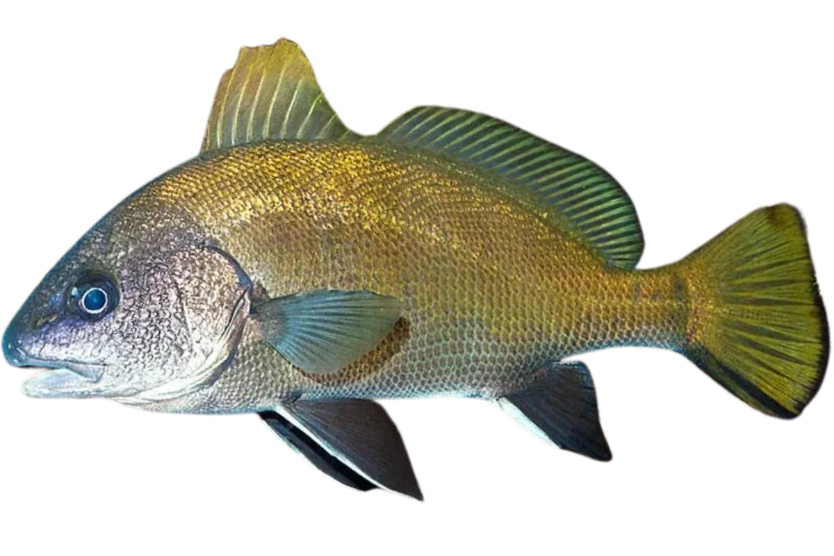 Brown Meagre (Sciaena umbra)