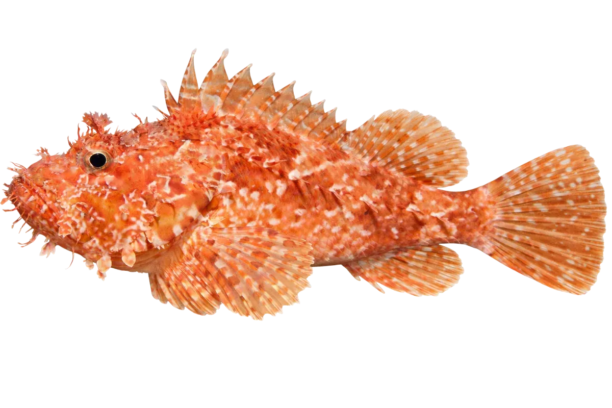 Scorpionfish (Scorpaena scrofa / Scorpaena porcus)