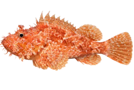 Scorpionfish