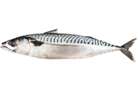 Atlantic Mackerel