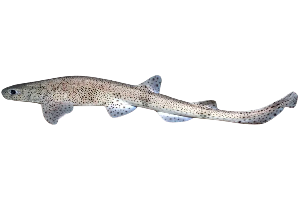 Σκυλοψαράκι (Scyliorhinus canicula)