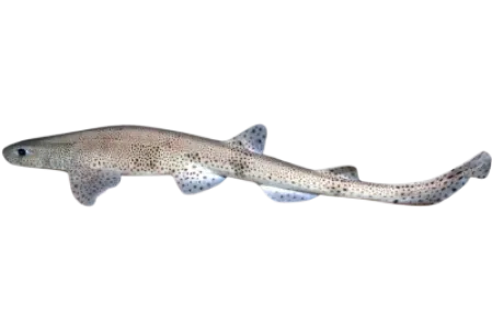 Small spotted Catshark