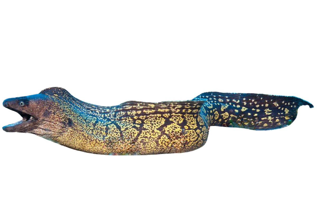 Mediterranean Moray (Muraena helena)
