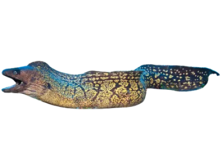 Mediterranean Moray