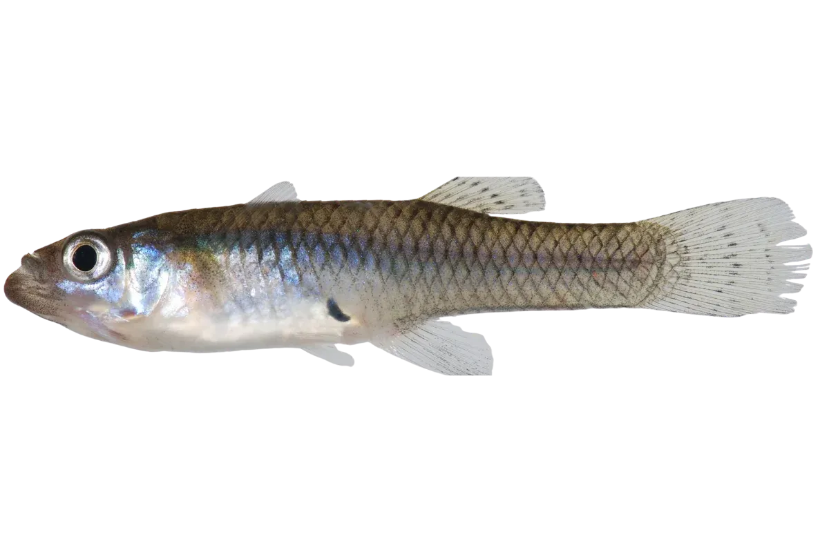 Eastern Mosquitofish (Gambusia holbrooki)
