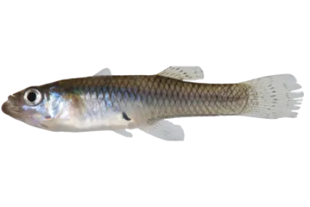 Eastern Mosquitofish