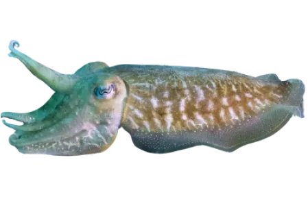 Cuttlefish