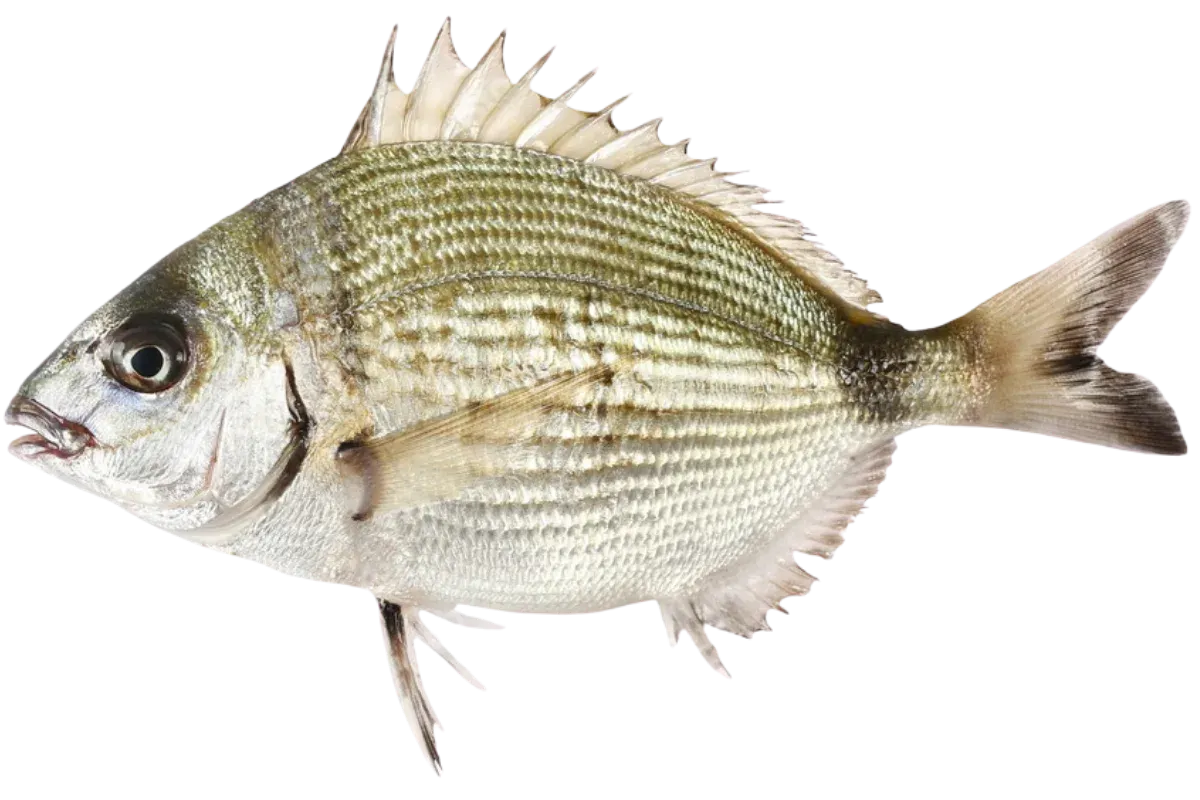 Annular Seabream (Diplodus annularis)