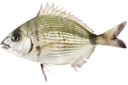 Annular Seabream