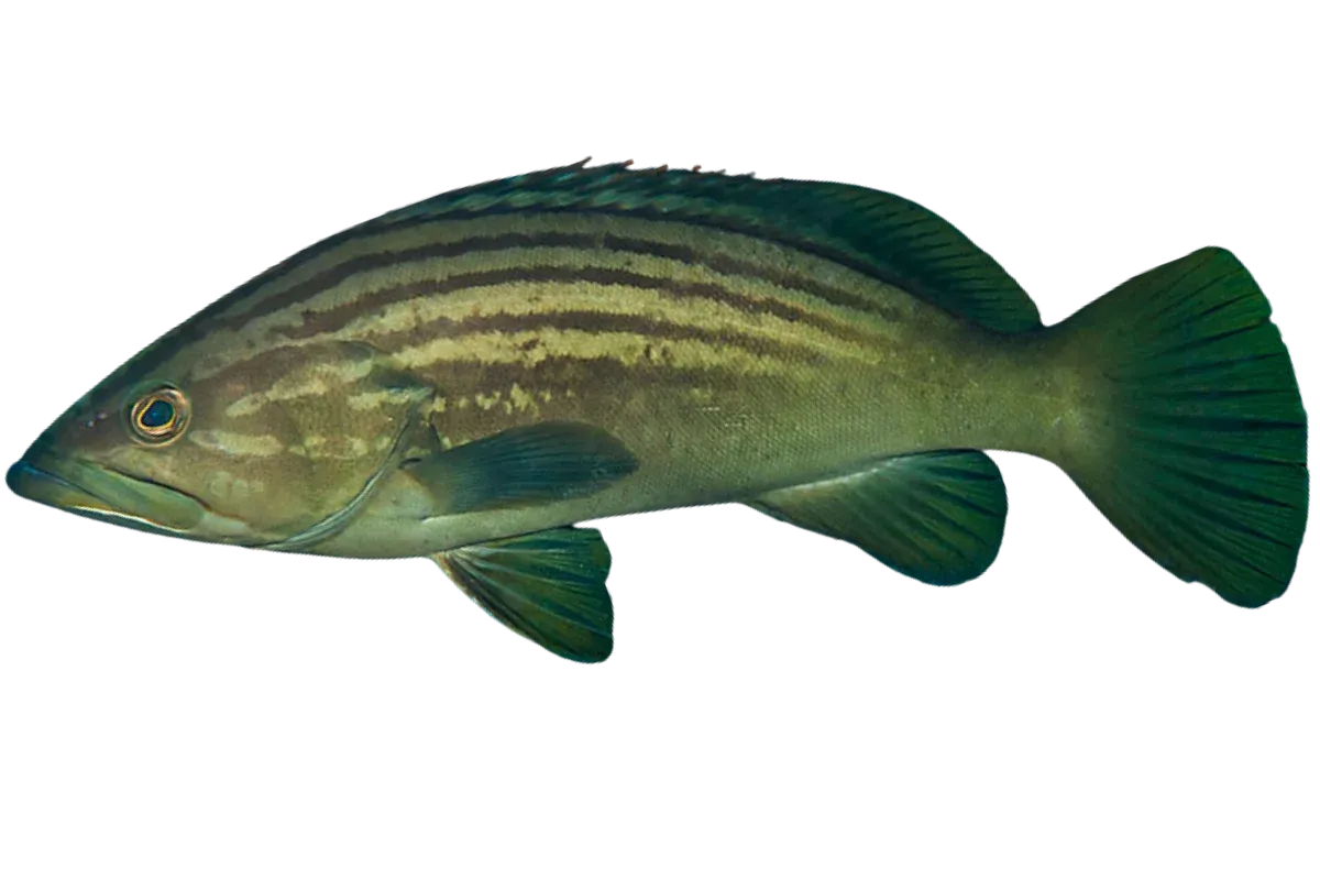 Goldblotch Grouper (Epinephelus costae)