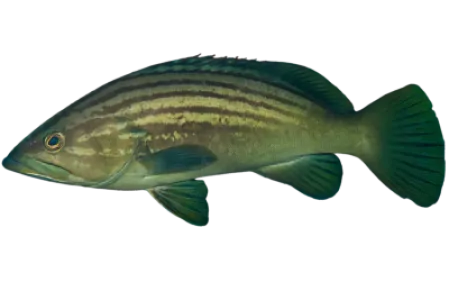 Goldblotch Grouper