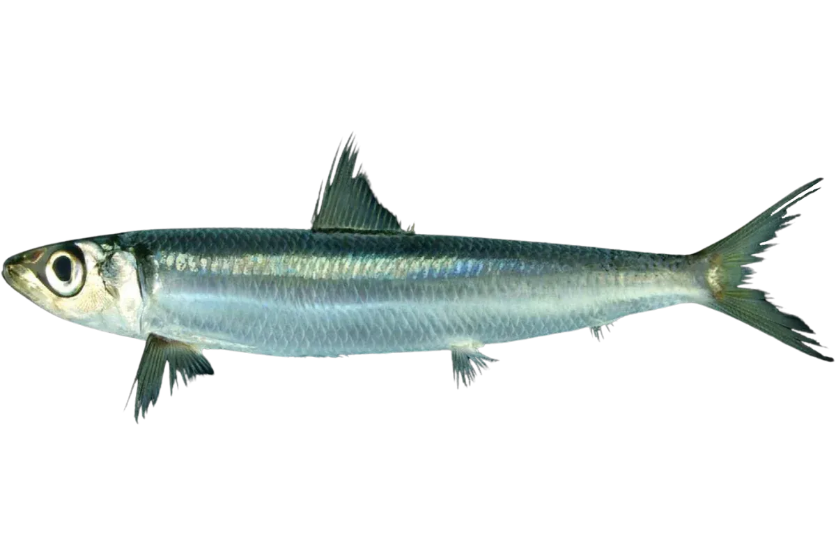Redeye Round Herring (Etrumeus golani)