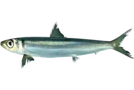 Redeye Round Herring
