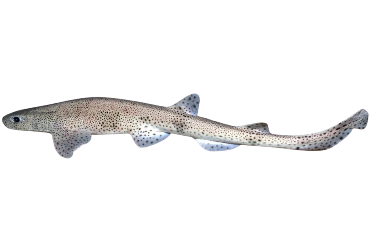Nursehound (Scyliorhinus stellaris)