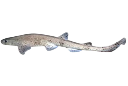 Nursehound