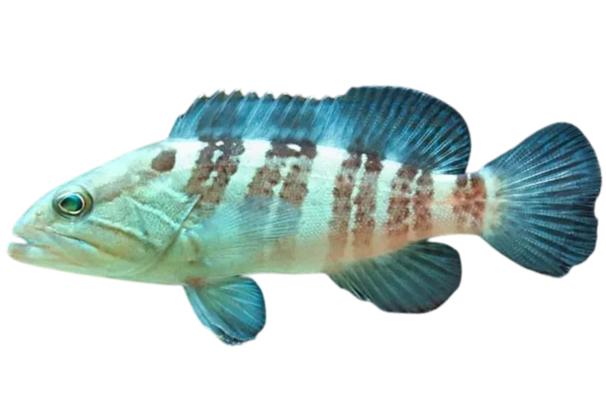 White Grouper (Epinephelus aeneus)