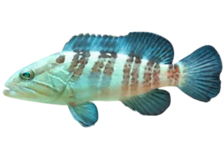 White Grouper