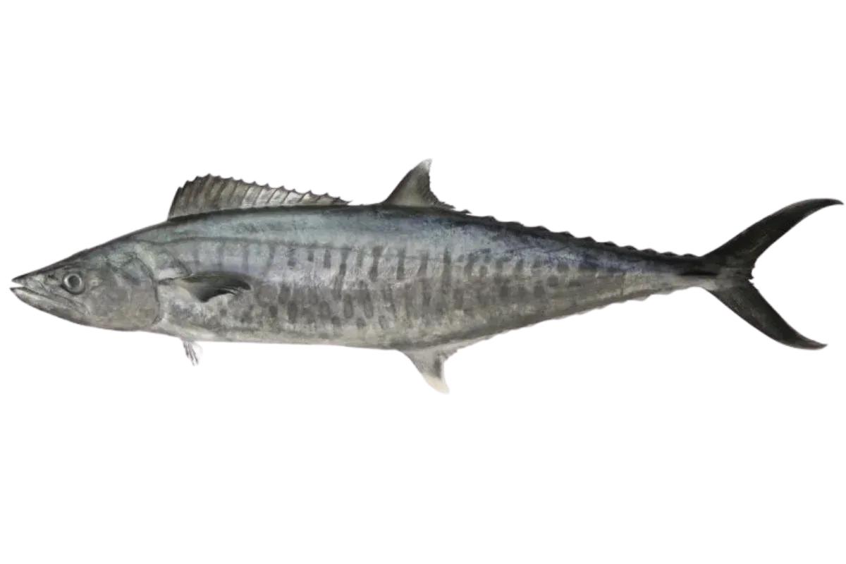 Narrow Barred Spanish Mackerel (Scomberomorus commerson)