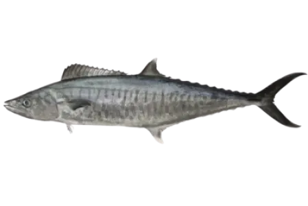 Narrow Barred Spanish Mackerel