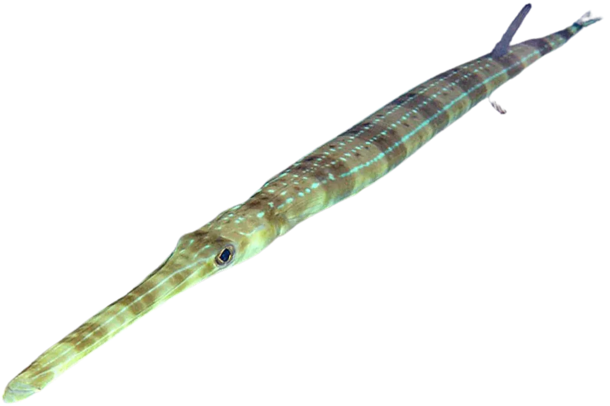 Bluespotted Cornetfish (Fistularia commersonii)