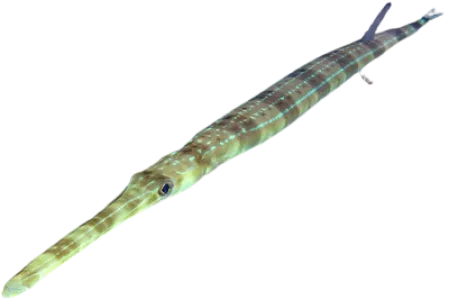 Bluespotted Cornetfish