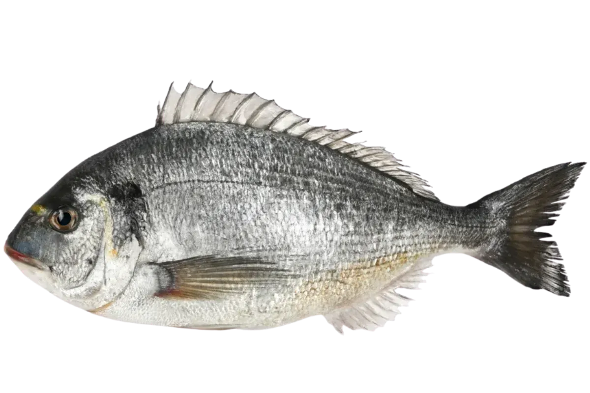 Gilthead Seabream (Sparus aurata)