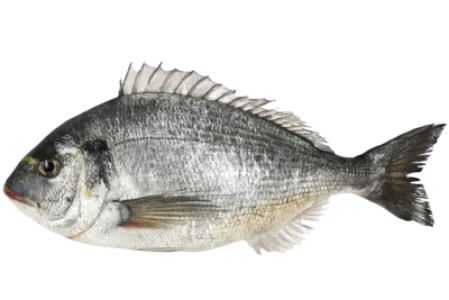 Gilthead Seabream