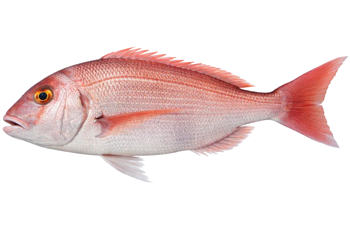 Red Seabream (Pagrus pagrus)