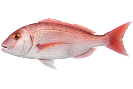 Red Seabream