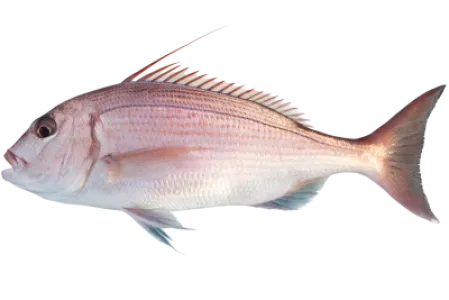 Pink Dentex