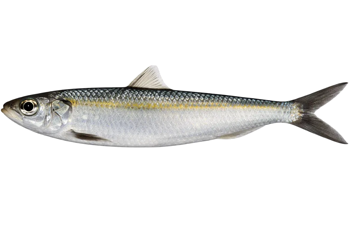 Round Sardinella (Sardinella aurita)