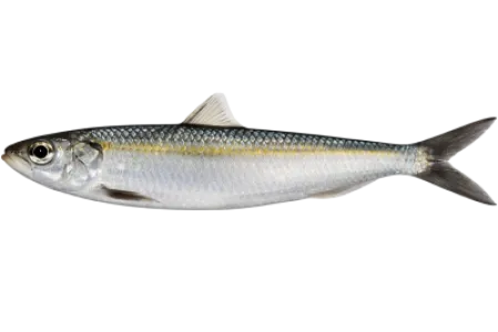 Round Sardinella