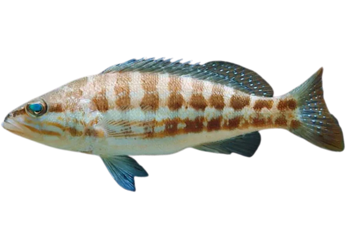 Comber (Serranus cabrilla)