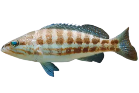 Comber