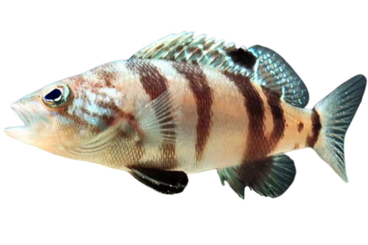 Brown Comber (Serranus hepatus)
