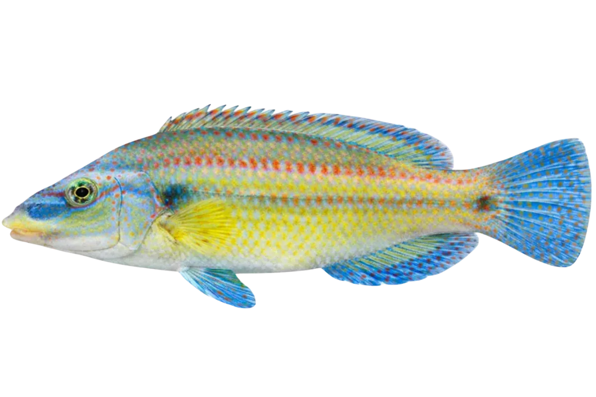 Wrasse (Symphodus tinca / Labrus viridis / Labrus merula)