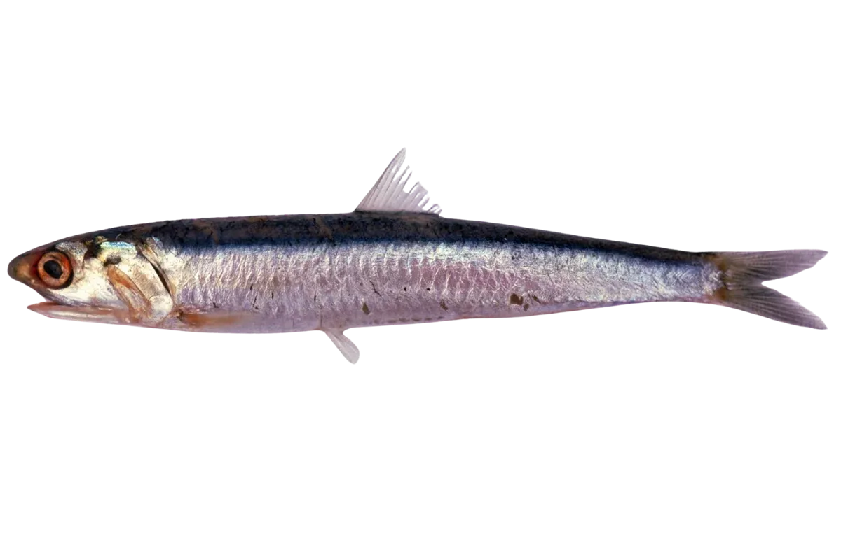 Anchovy (Engraulis encrasicolus)