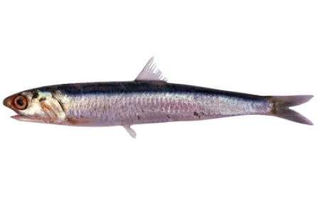 Anchovy