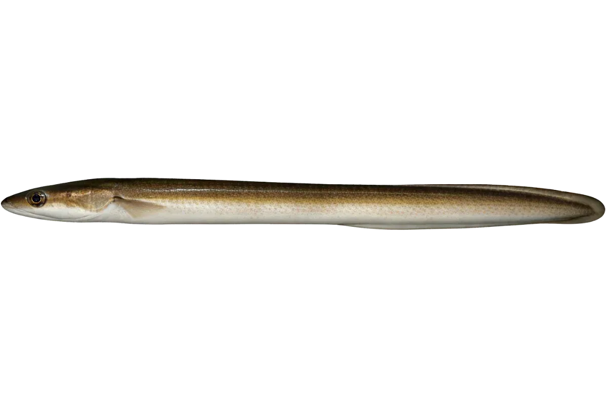 Eel (Anguilla anguilla)