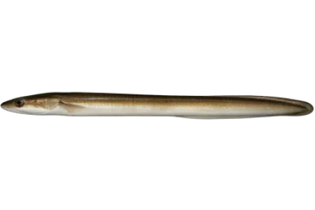 Eel