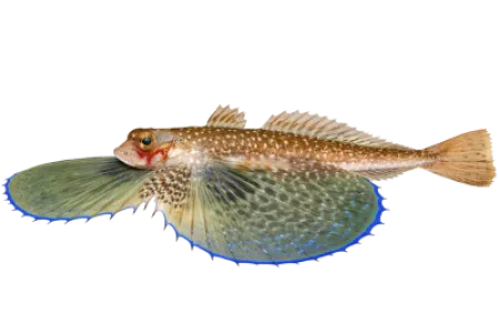 Flying Gurnard