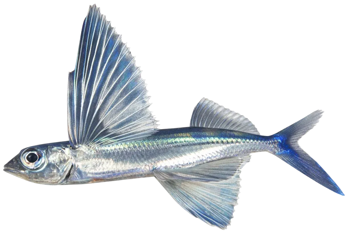 Flying Fish (Cheilopogon heterurus / Parexocoetus mento)