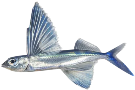 Flying Fish