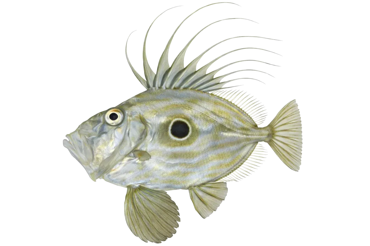 John Dory (Zeus faber)