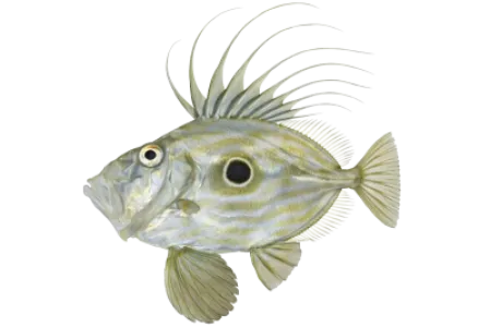 John Dory