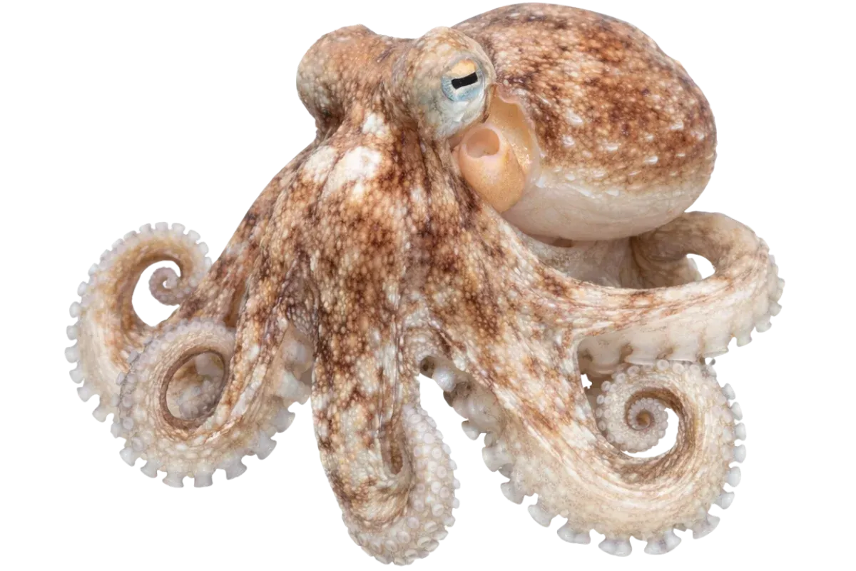 Octopus (Octopus vulgaris)
