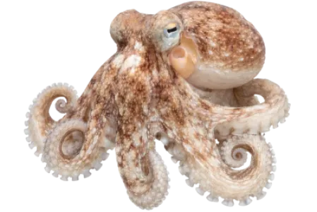 Octopus